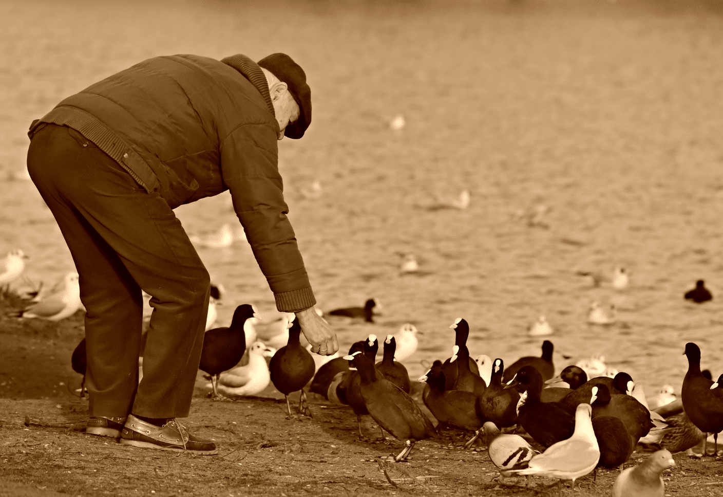 An elderly man bending over and feeding some birds